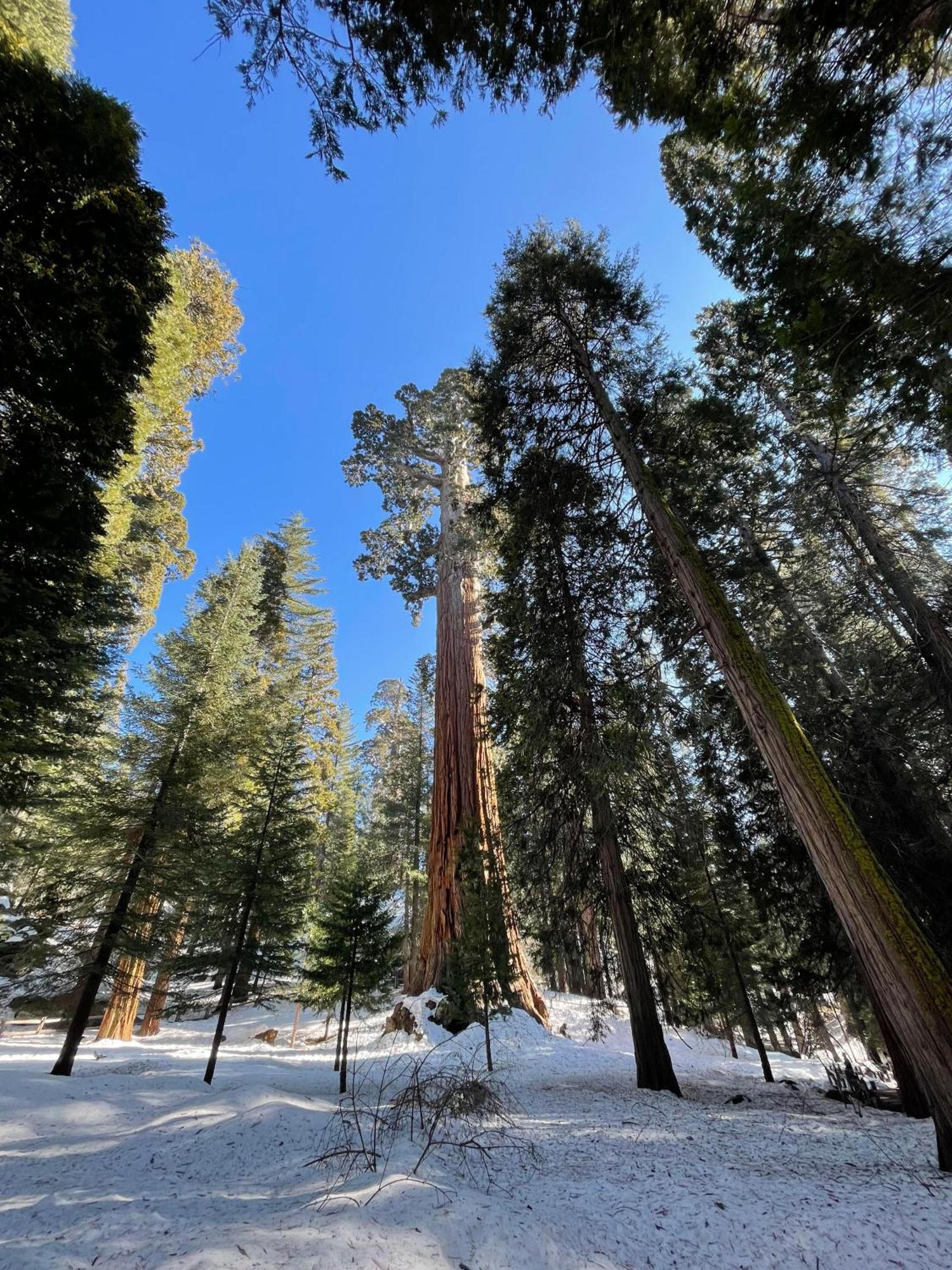 Enchanted Forest Dome ,10-15 Minutes To Kings Canyons-New Pellet Stove For Cozy Warm Nights Dunlap Extérieur photo